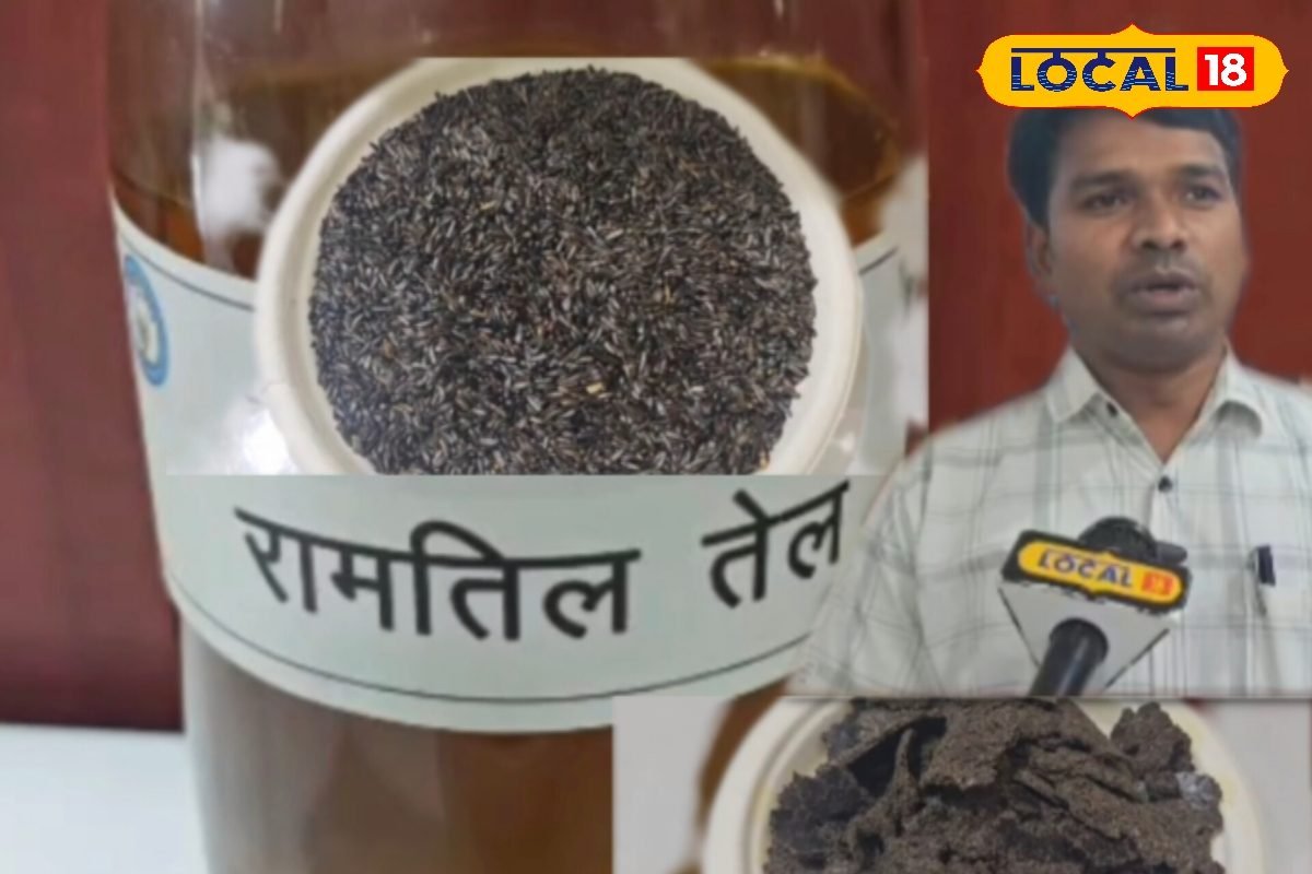 मिलावट से छुटकारा! खुद बनाएं ऑर्गेनिक रामतील तेल, जानिए स्टेप-बाय-स्टेप