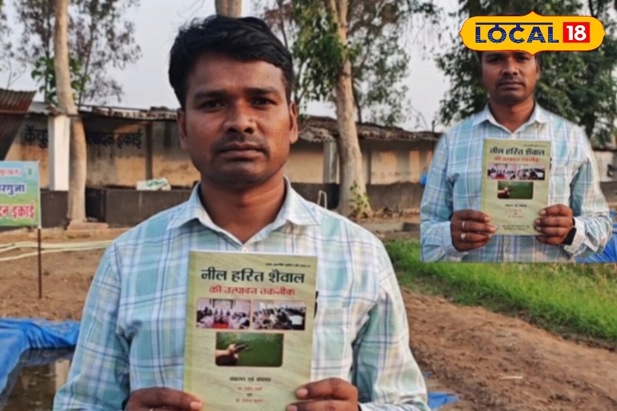 देसी तकनीक का कमाल! अब यूरिया नहीं, नील-हरित शैवाल बढ़ाएगा फसल की ताकत