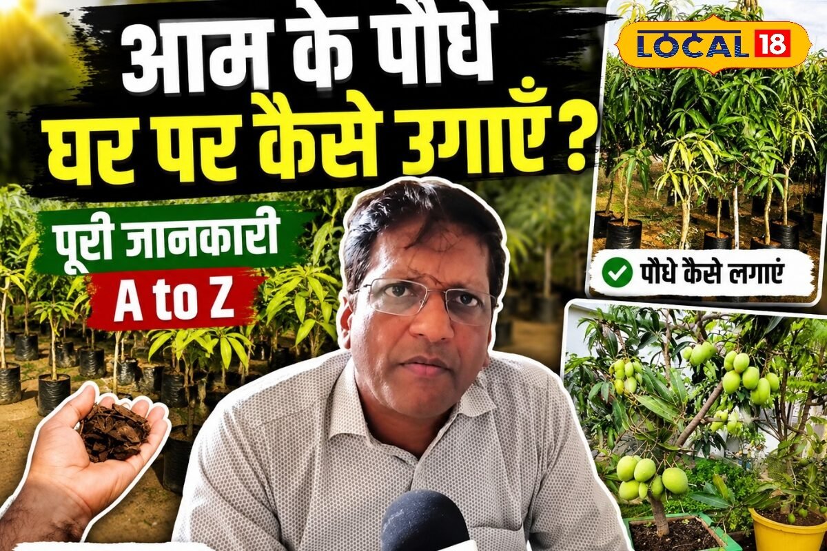 फलों का राजा देगा तगड़ी कमाई! अब खेती में होगा फायदा ही फायदा, जून में ऐसे करें आम की रोपाई
