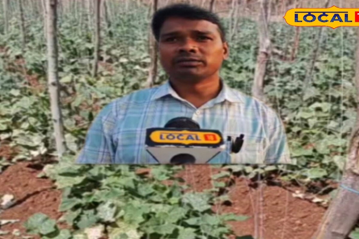 गर्मी के कारण खीरे की फसल पर कीटों का हमला, 30% तक हो सकता है नुकसान; कृषि वैज्ञानिक ने बताया बचाव